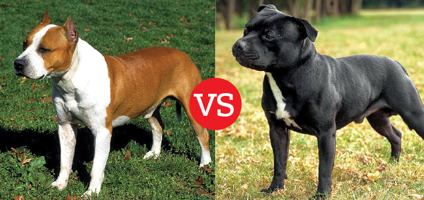 Shopping for Pit Bulls: What’s the Difference?