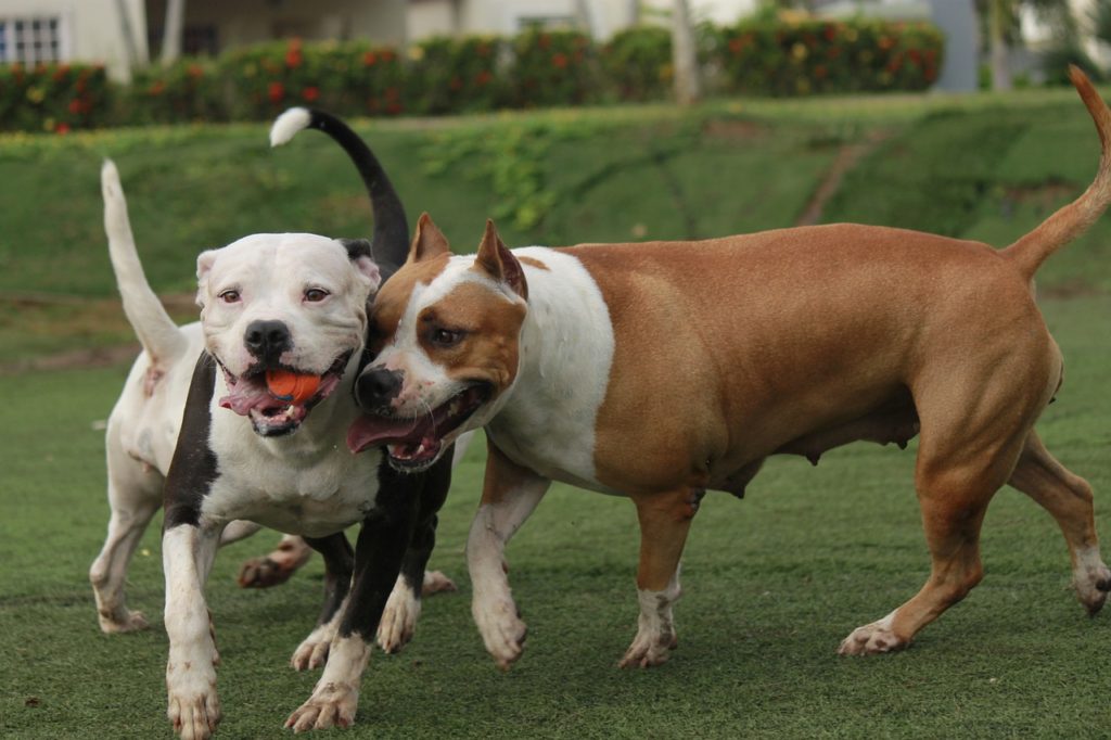 The Natural Tendencies of the Pitbull Breed